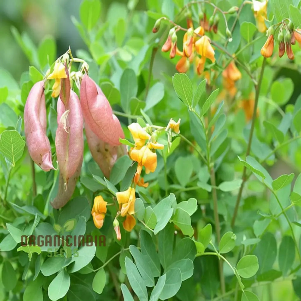 Bladder Senna Seeds Producing Yellow Decorative Blooms