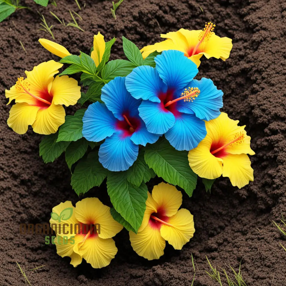 Yellow blue hibiscus flower seeds for planting