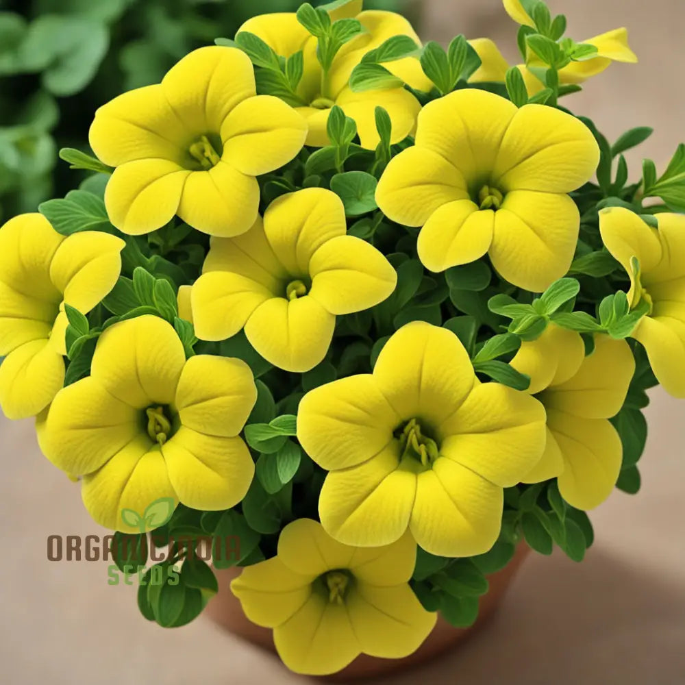 Yellow Calibrachoa Flower Seeds For Planting â€“ Experience The Joy Of Gardening With Radiant