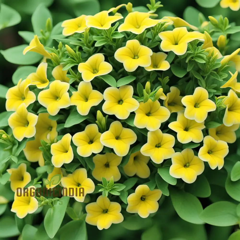 Yellow Calibrachoa Flower Seeds For Planting â€“ Experience The Joy Of Gardening With Radiant