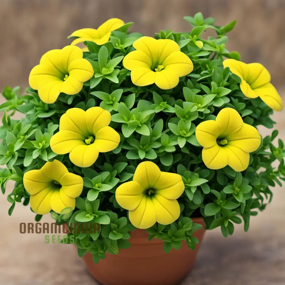 Yellow Calibrachoa Flower Seeds for Vibrant Garden Blooms