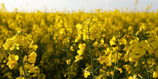 Yellow canola seeds for cool season flowering