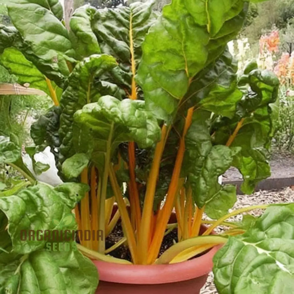 Yellow Chard Seeds for Home Garden, Heirloom Leafy Greens Variety
