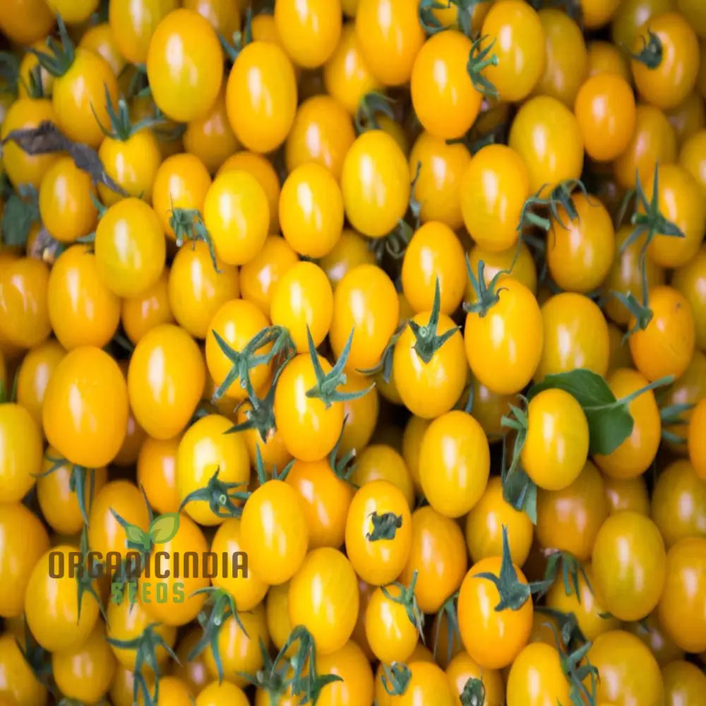 Cluster of Yellow Cherry Tomatoes from Seeds, Sweet Golden Tomato Variety