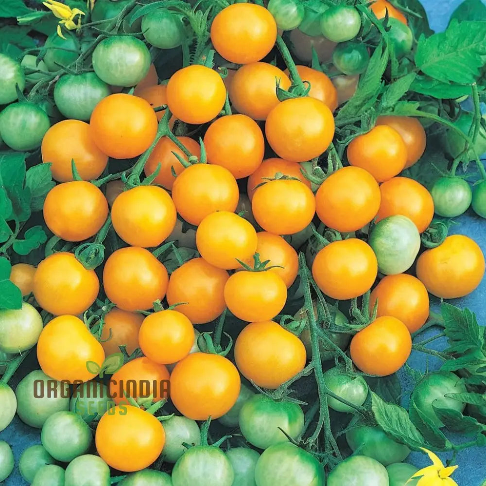 Freshly Harvested Yellow Cherry Tomatoes from Seeds, Sweet Garden Tomatoes