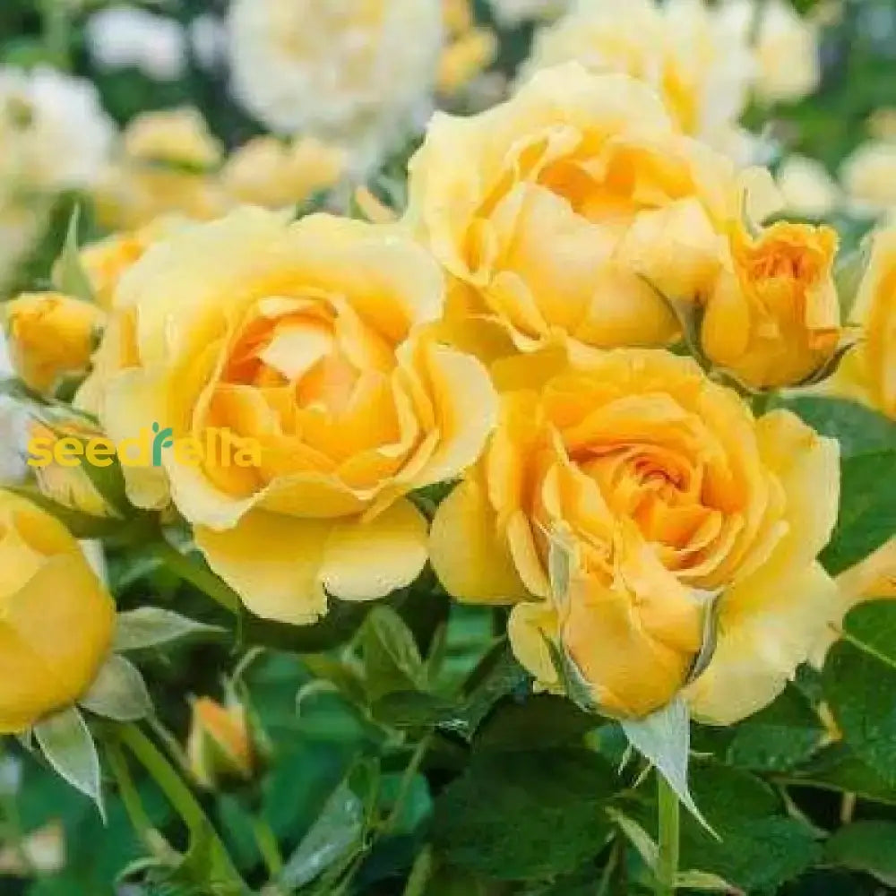 Yellow Climbing Rose Seeds for Trellis and Fence Planting