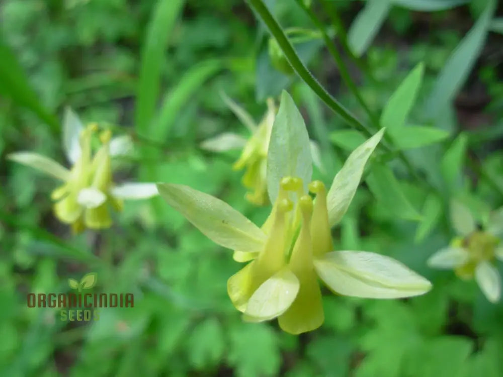Yellow Columbine Garden Seeds for Landscaping and Decorative Planting