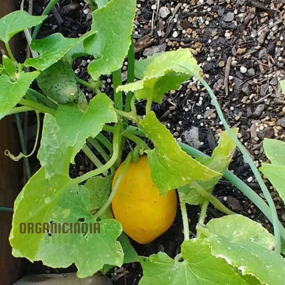 Mature Yellow Cucumber Plant from Seeds, High Yield Vegetable Variety