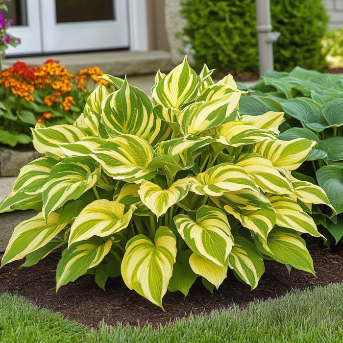Yellow Edged Variegated Hosta Growing Along Garden Border