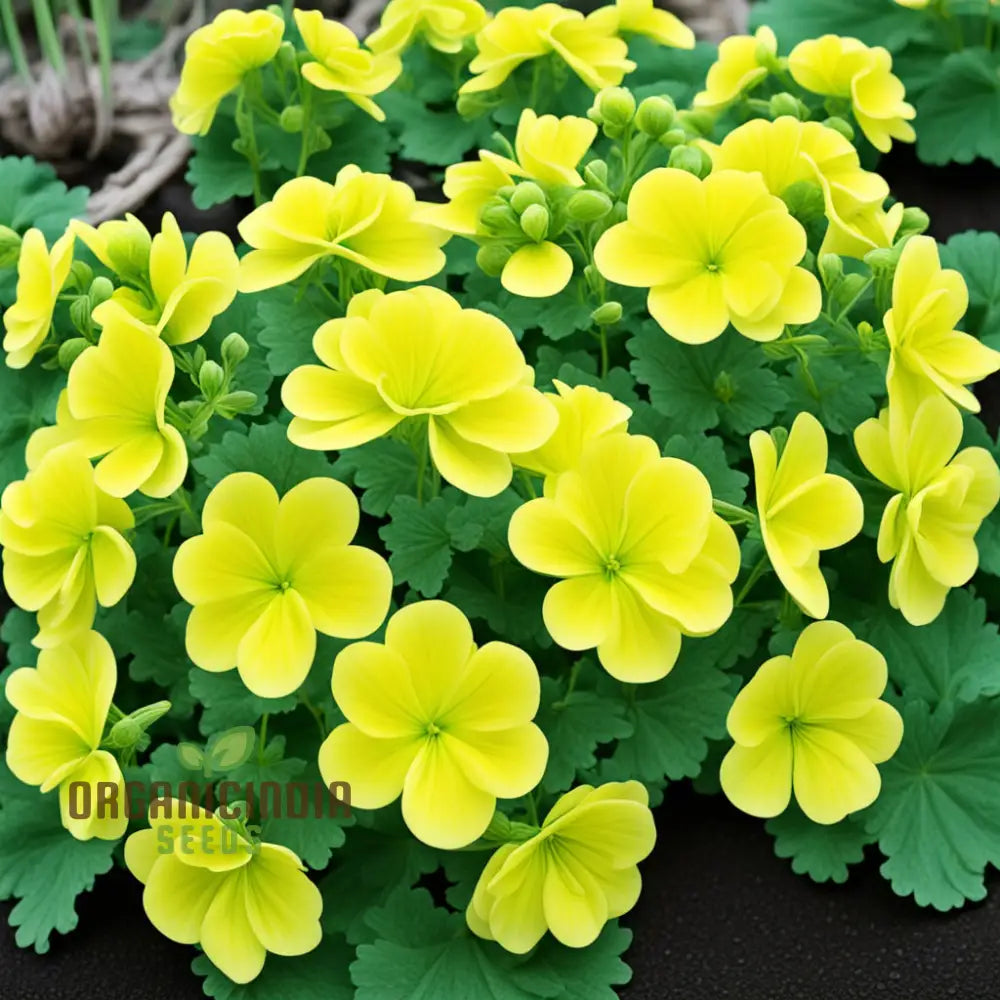 Yellow geranium seeds bright blooms for planting