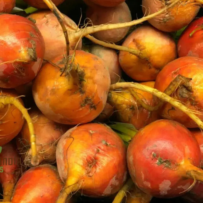 Mature Yellow Intermediate Mangel Beet Plant from Seeds, Large Vibrant Yellow Roots