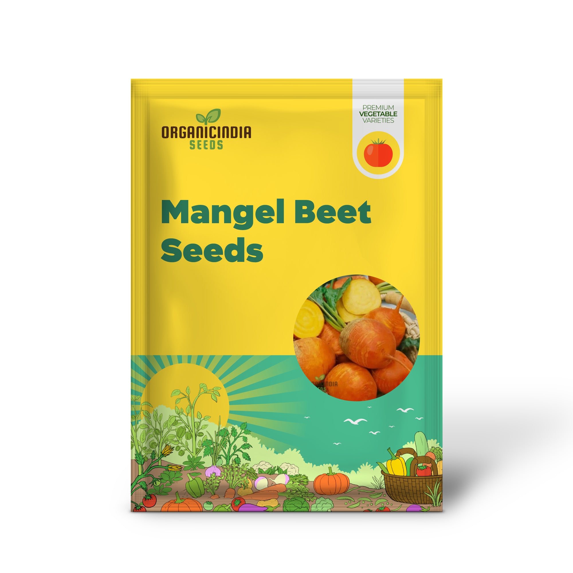 Yellow Intermediate Mangel Beet Seedling Growing in Garden, Homegrown Beet Seeds