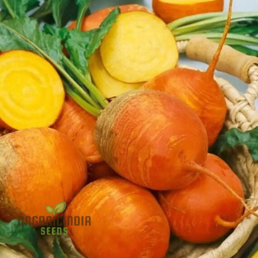 Yellow Intermediate Mangel Beet Seeds for Garden, Easy-to-Grow Vibrant Beet Seeds