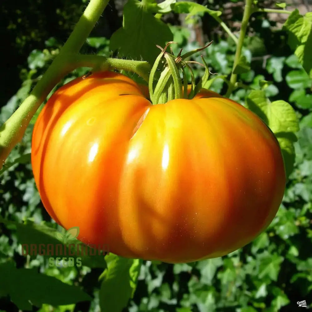 Yellow Kellogg's Tomato Plant from Seeds, Indeterminate Heirloom Variety