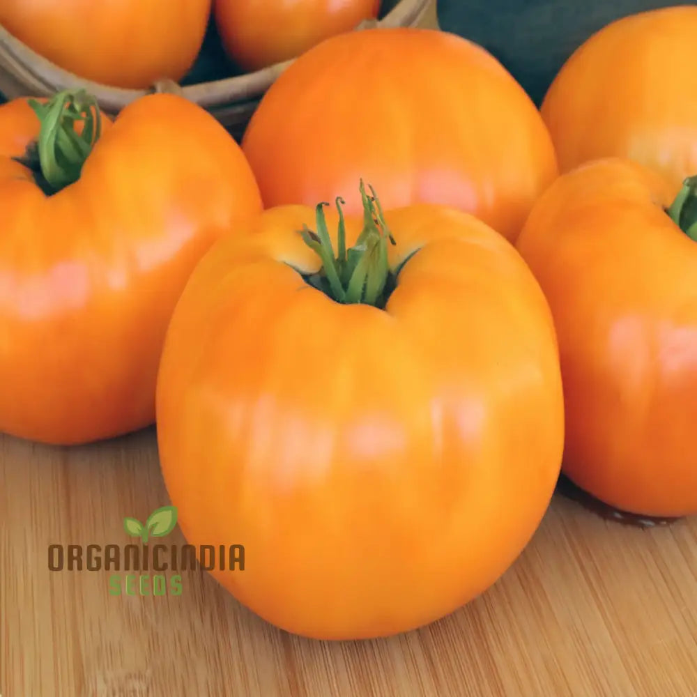 Yellow Kellogg's Tomato Seedlings Growing, Garden Tomato Seeds