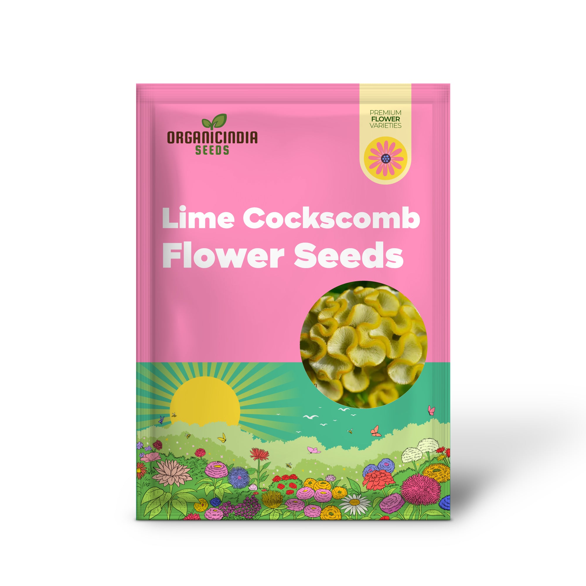 Germination of Yellow Lime Cockscomb seeds in seed tray