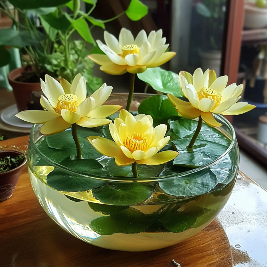 Yellow Lotus Seeds for Water Garden and Pond Planting