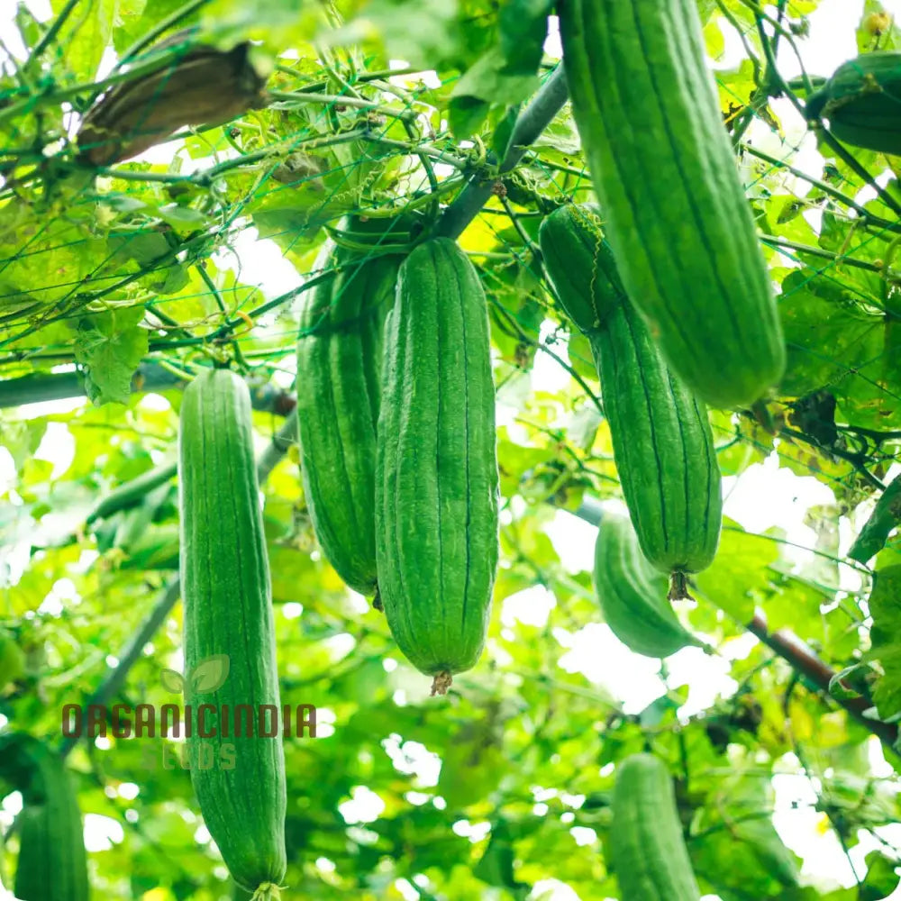 Climbing Yellow Luffa Plant on Trellis from Premium Seeds