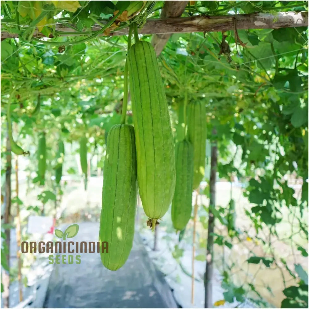 Mature Premium Yellow Luffa Plant with Edible Fruits from Seeds