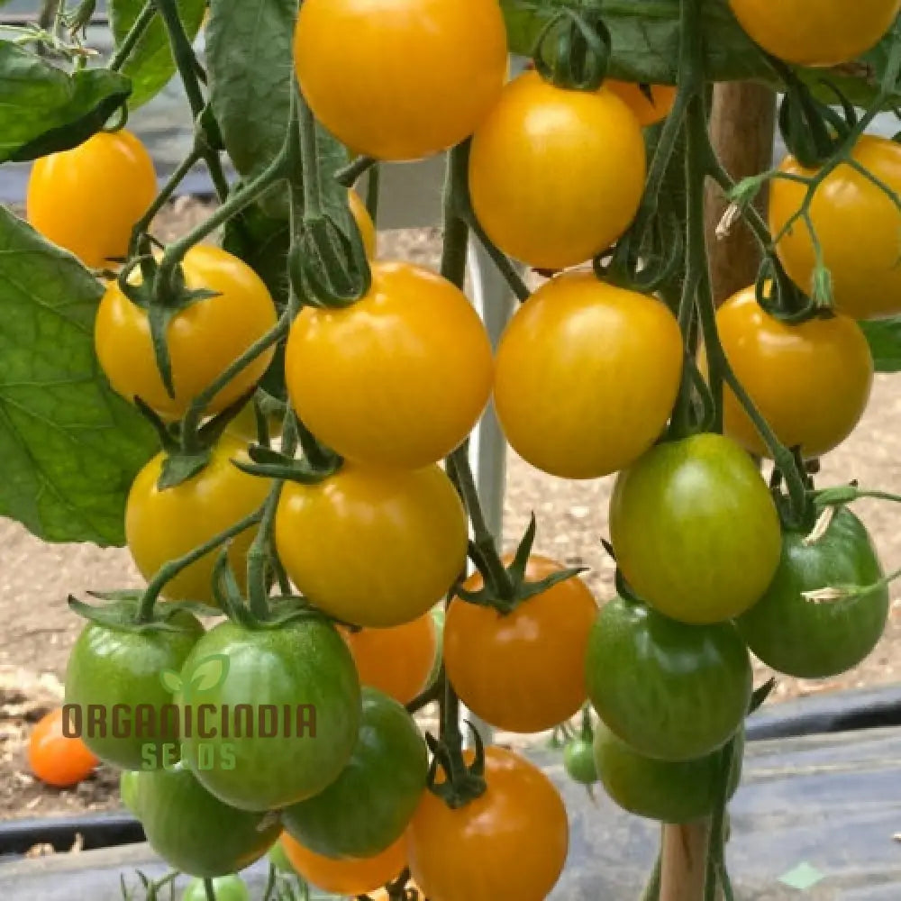 Yellow Mimi F1 Tomato Seedling from Premium Seeds