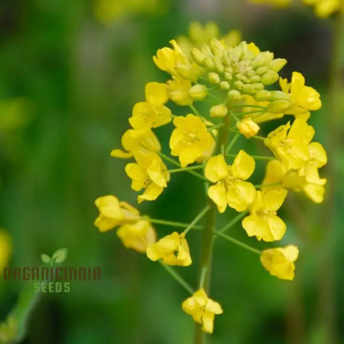 Yellow Mustard Plants Growing in Garden Bed from Seeds