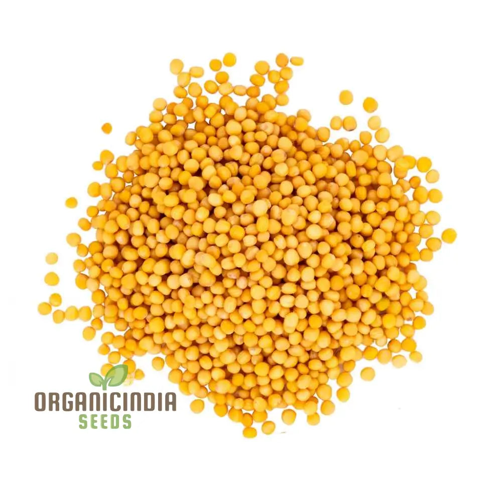 Mature Yellow Mustard Plant from Seeds, Zesty Culinary Greens