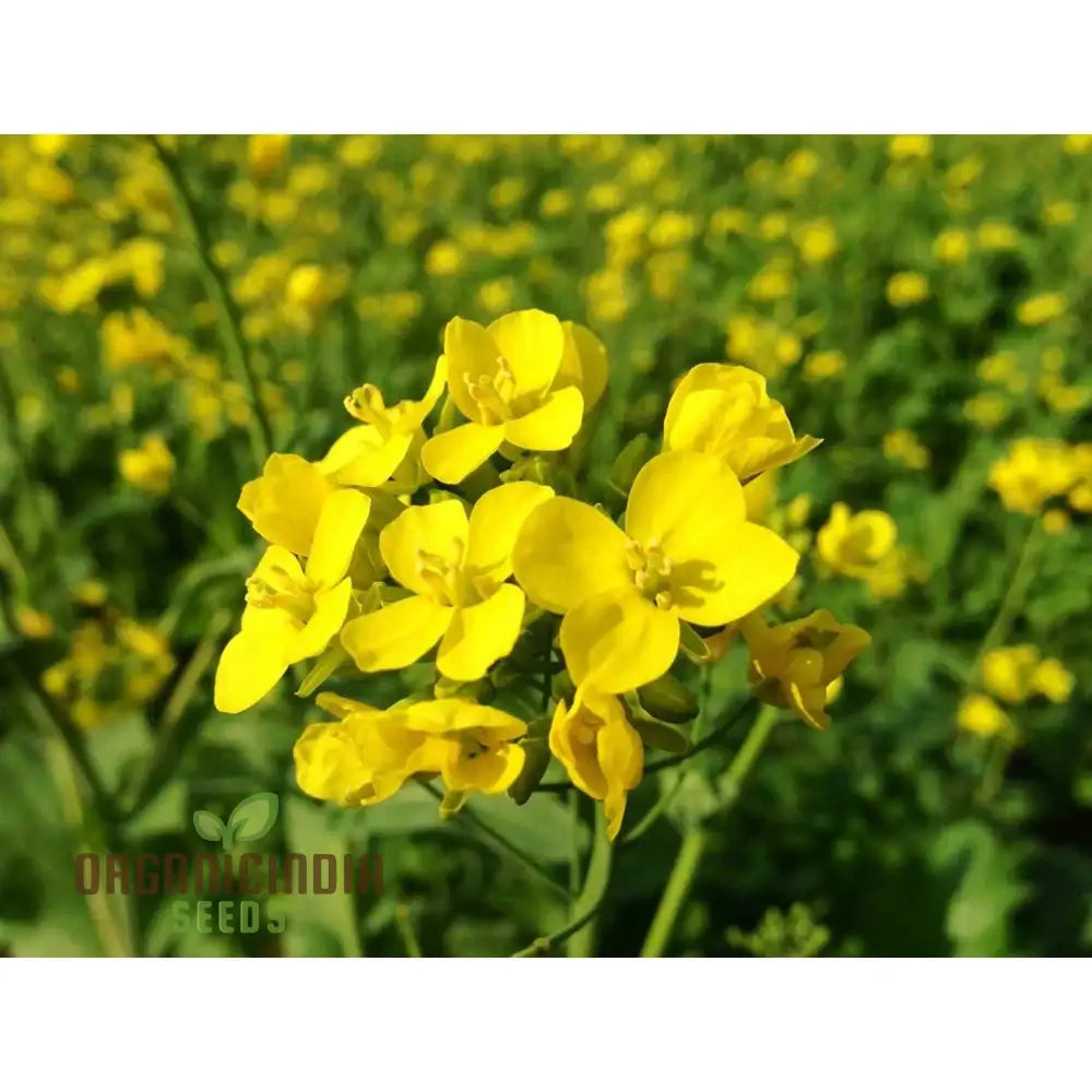 Yellow Mustard Seeds for Home Garden, Easy-to-Grow Mustard Seeds