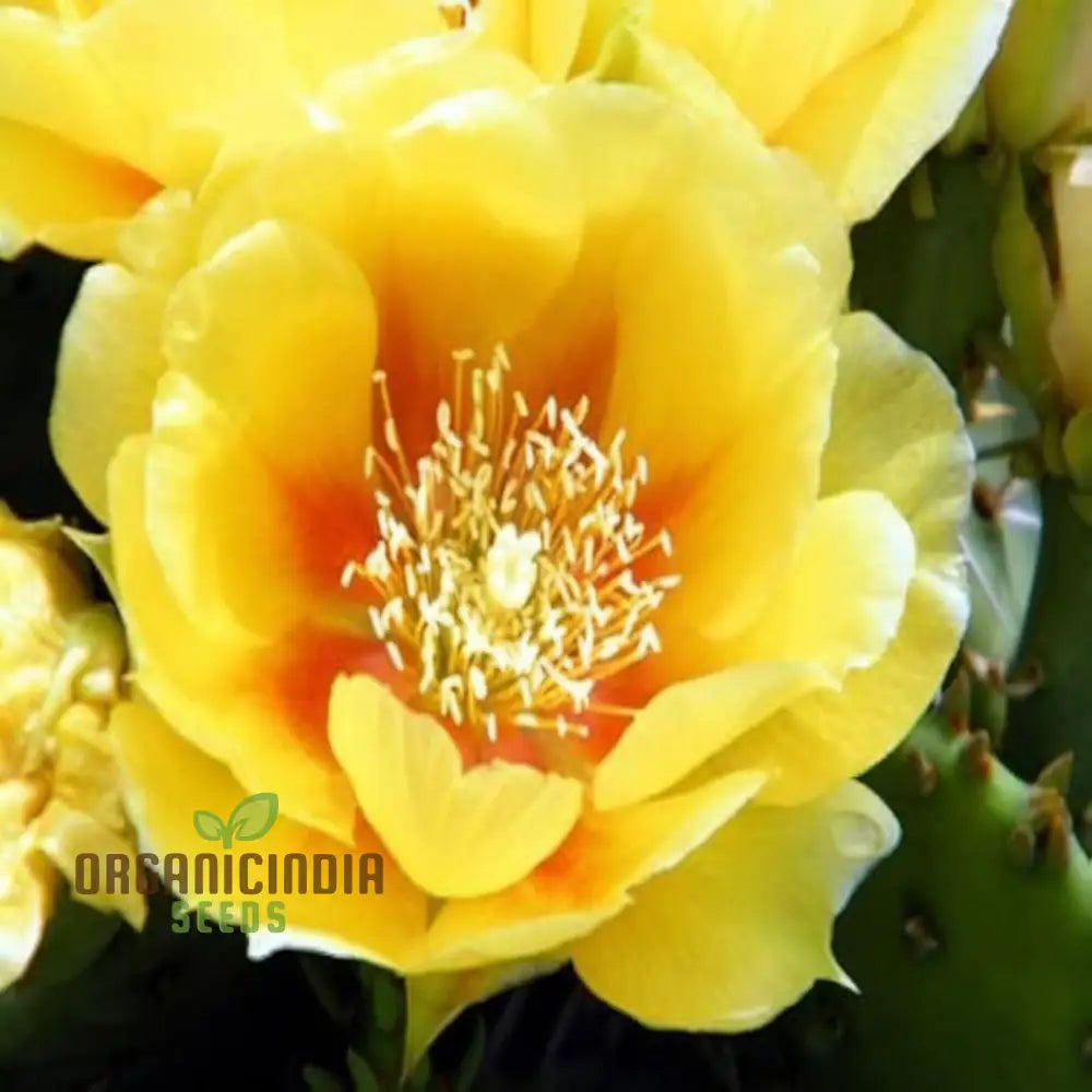 Yellow Opuntia macrorhiza seeds for hardy prickly pear cactus garden planting