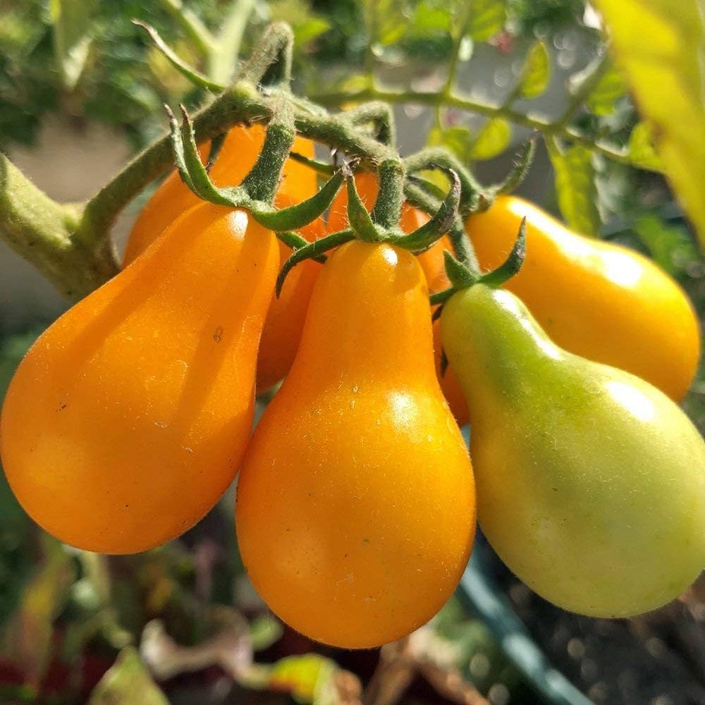 Yellow Pear Tomato Seeds for Planting – Heirloom Cherry Tomatoes