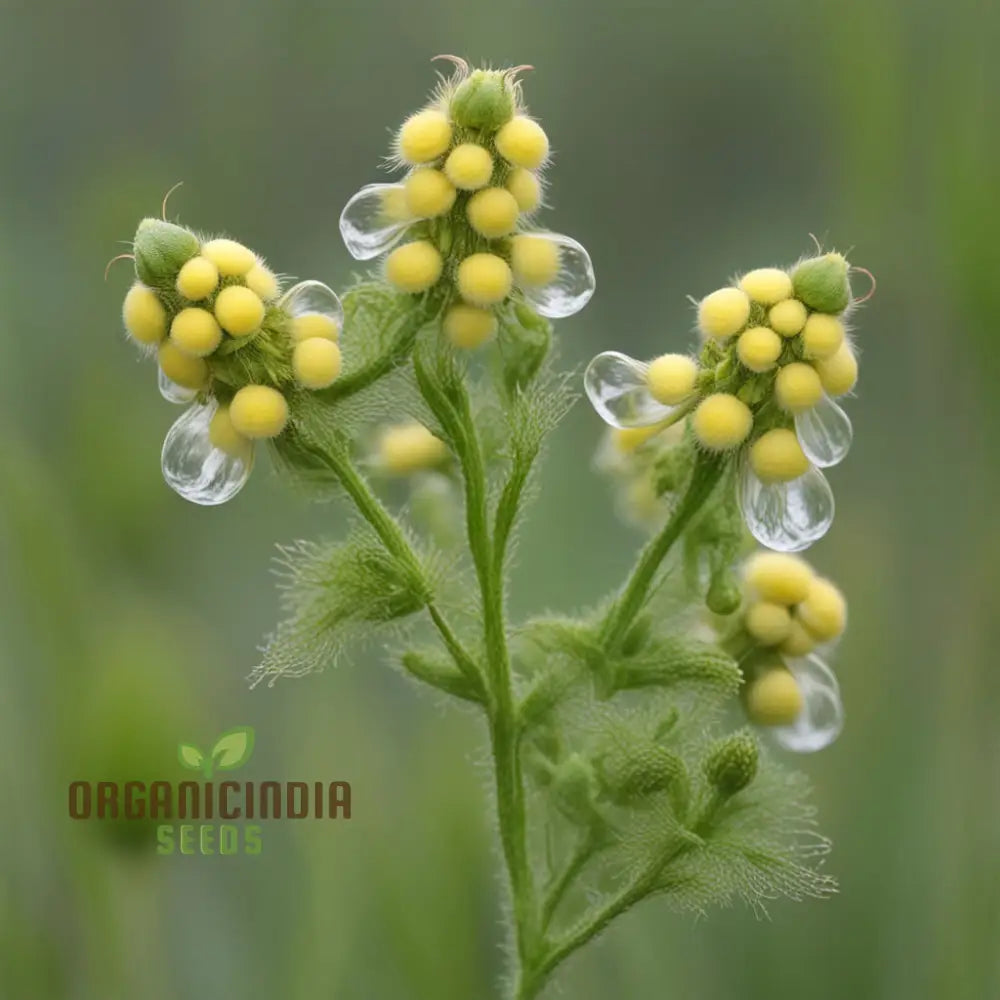 yellow-rattle-seeds-rhinanthus-minor-native-flower-spring-annuals-635 ...
