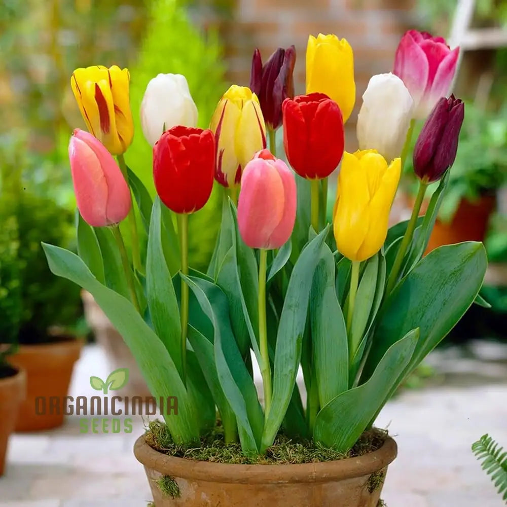 Beautiful Tulip Seeds – Portal Cool Yellow \u0026 Red Variety | organicindiaseeds, image size:1000x1000