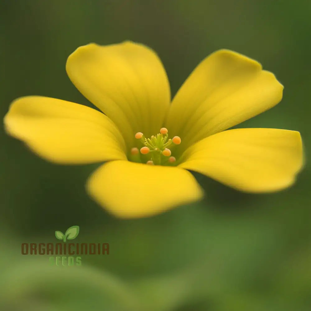 Yellow Sorrel Seeds for Vibrant Yellow Garden Blooms