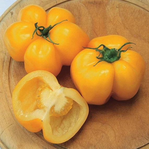 Yellow Stuffer Tomato Plant Grown from Seeds, Indeterminate Variety