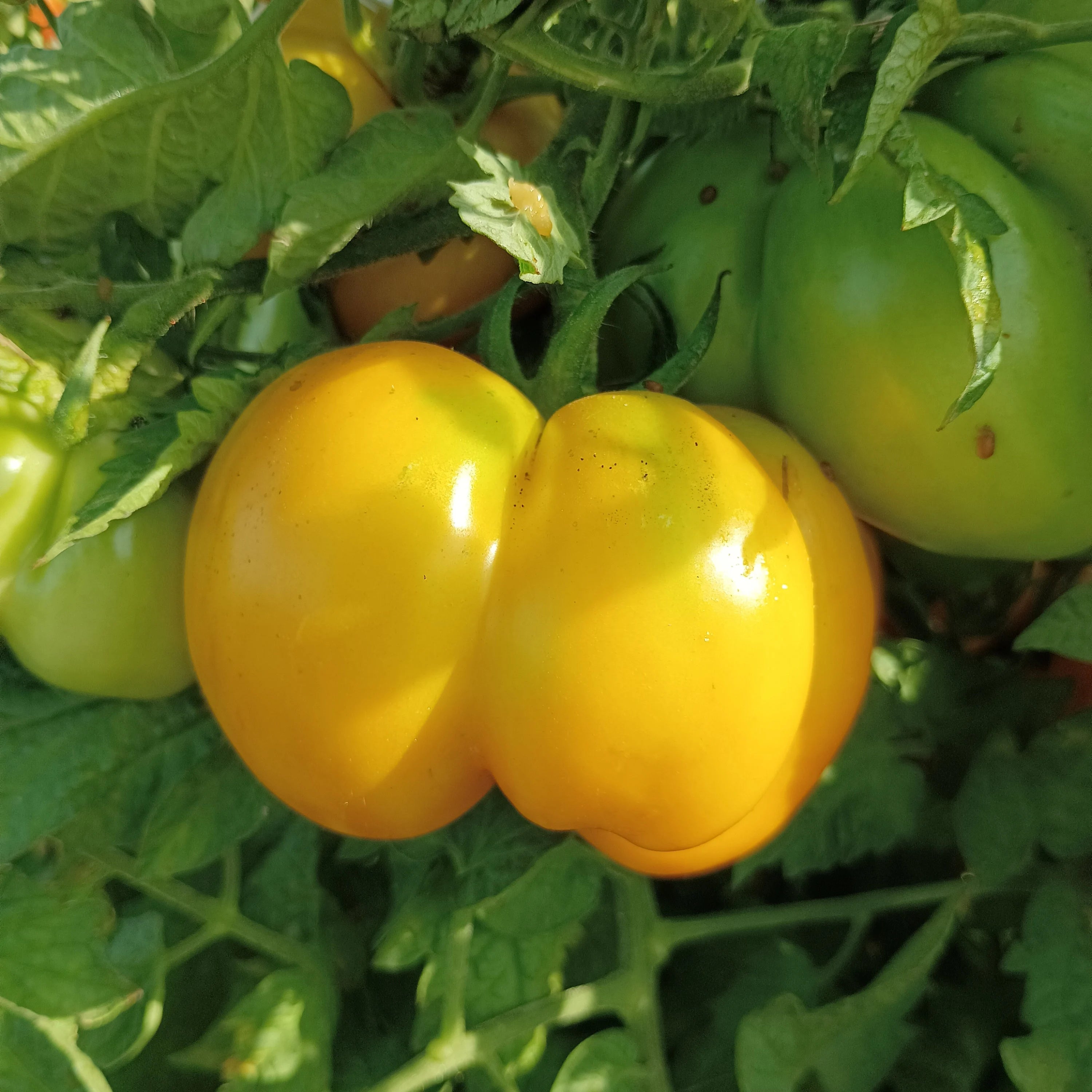 Yellow Stuffer Tomato Seedling from Heirloom Seeds, Home Garden Plant