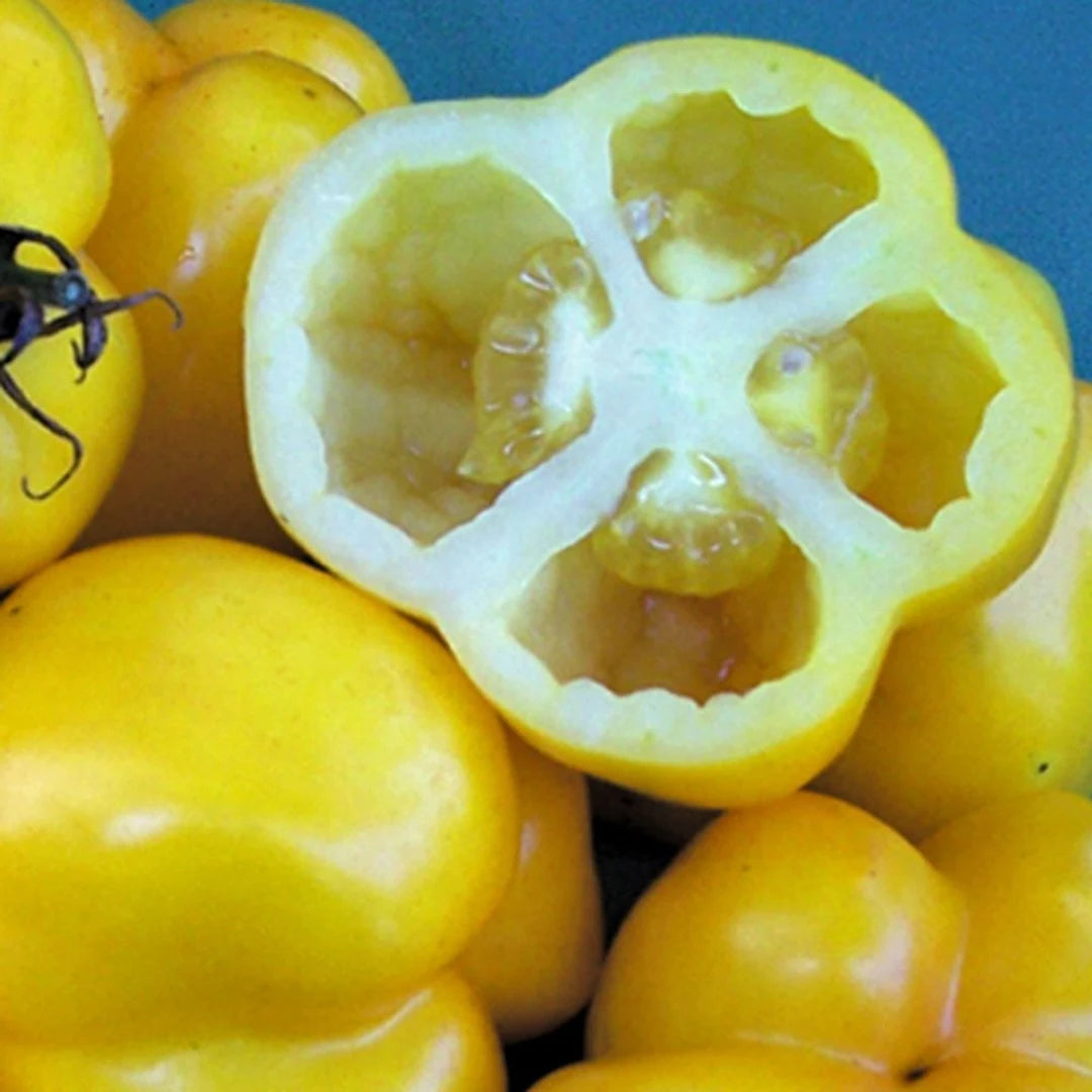 Hollow Yellow Stuffer Tomatoes from Seeds, Perfect for Stuffing