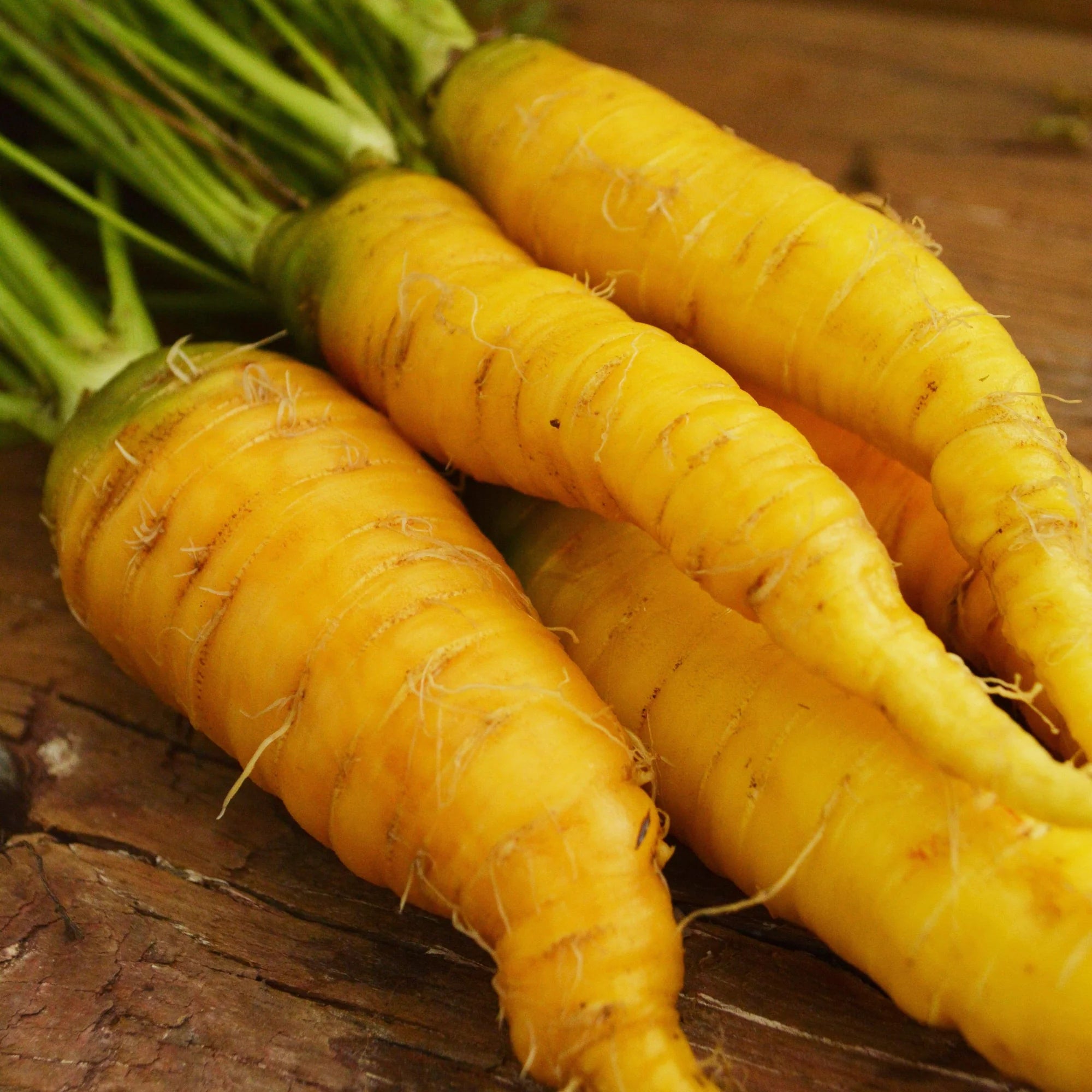 Harvested Yellow Sun Carrots, High-Yield and Nutritious