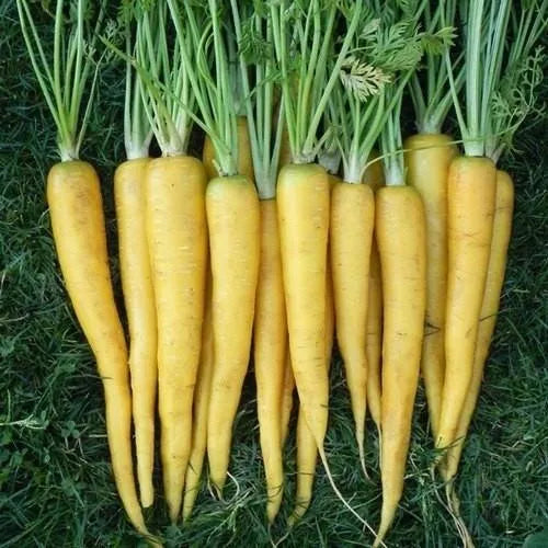 Mature Yellow Sun Carrot Plant, Sweet and Tender Heirloom Roots