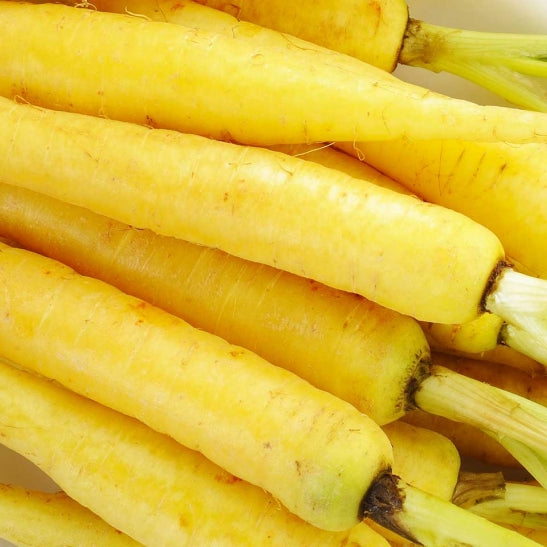 Yellow Sun Carrot Seedling, Easy-to-Grow Root Vegetable from Seeds