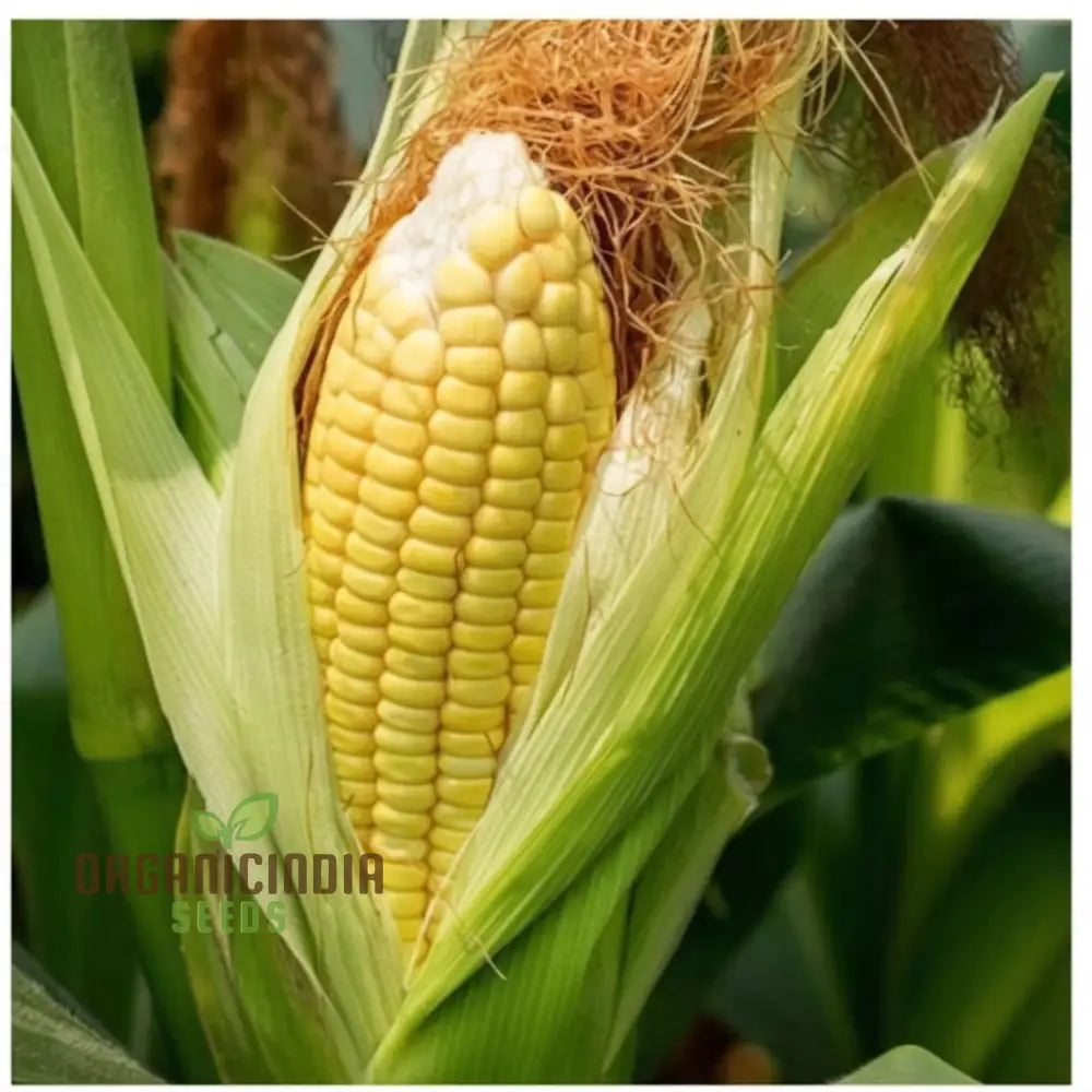 Mature Yellow Sweet Corn Plant from Seeds, Vibrant and Tender Ears