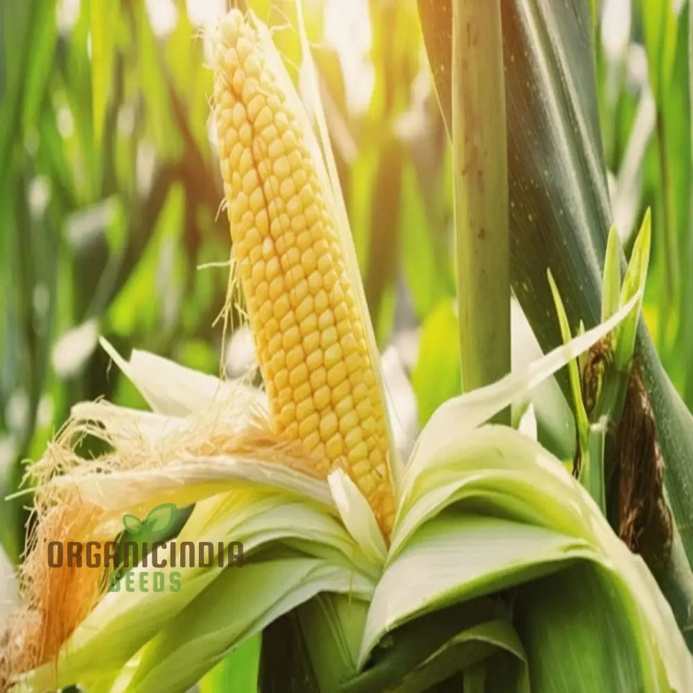 Yellow Sweet Corn Seeds for Planting, High-Yield Home Garden Seeds