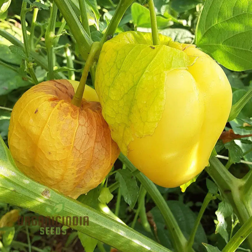 Yellow Tomatillo Plant from Seeds, Healthy Garden Growth