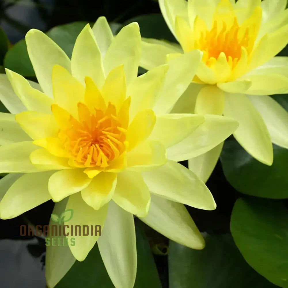 Yellow water lily seeds for planting pond and water garden