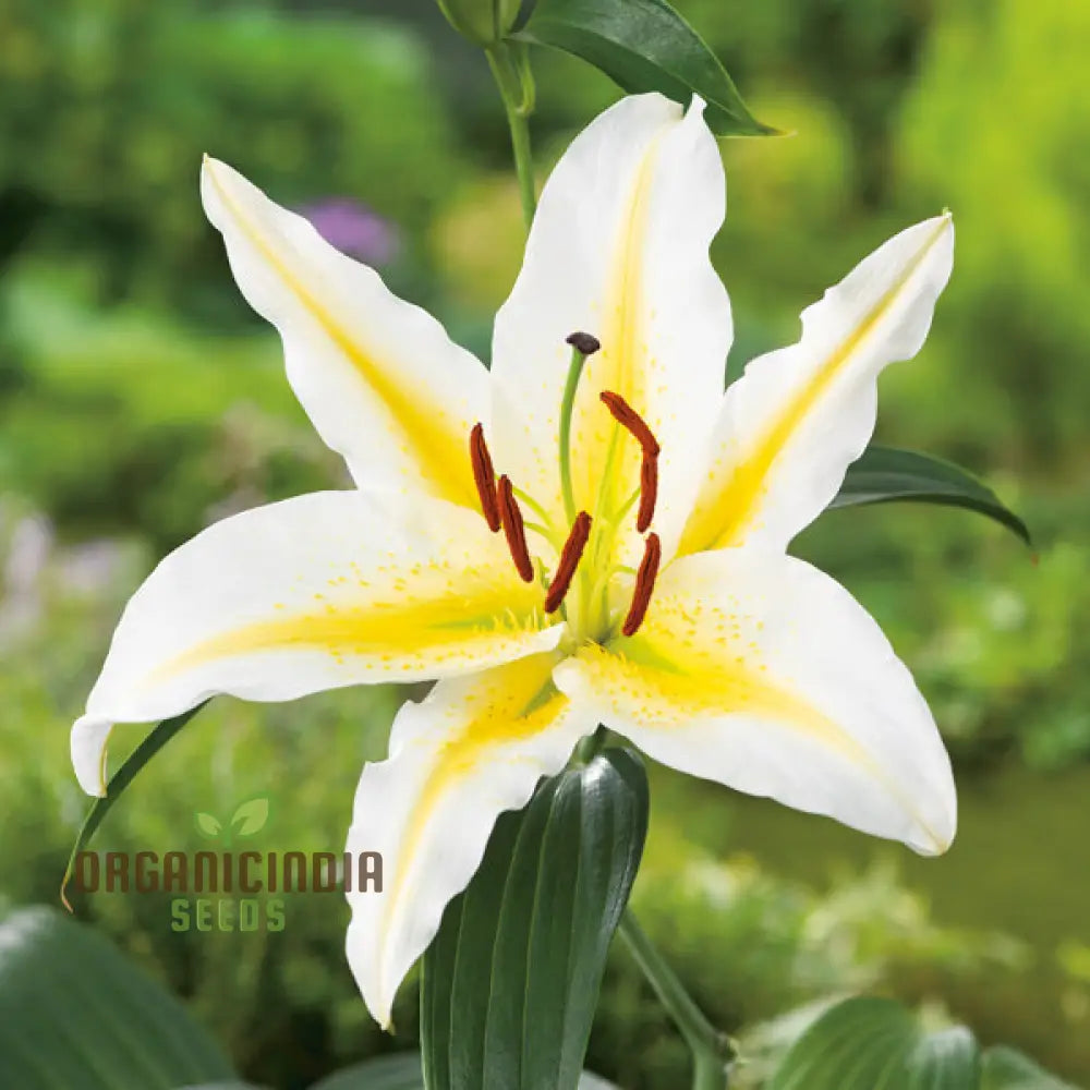 Yellow and white lily seeds vibrant garden flowers