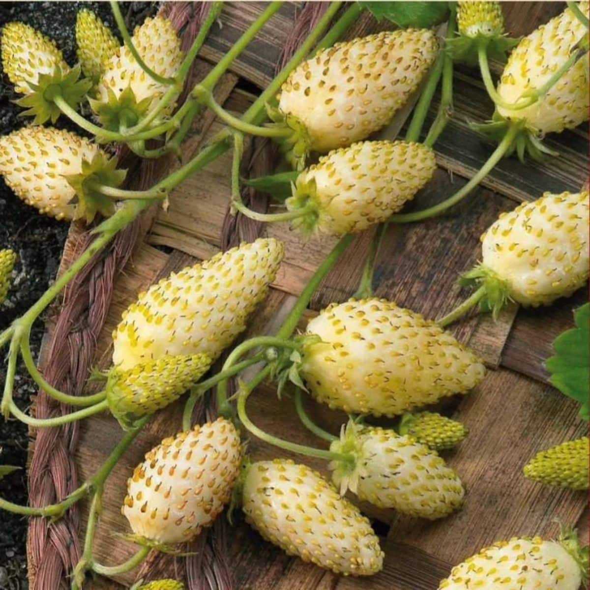 Yellow Wonder Strawberry Seeds – Non-GMO Alpine Variety for Planting