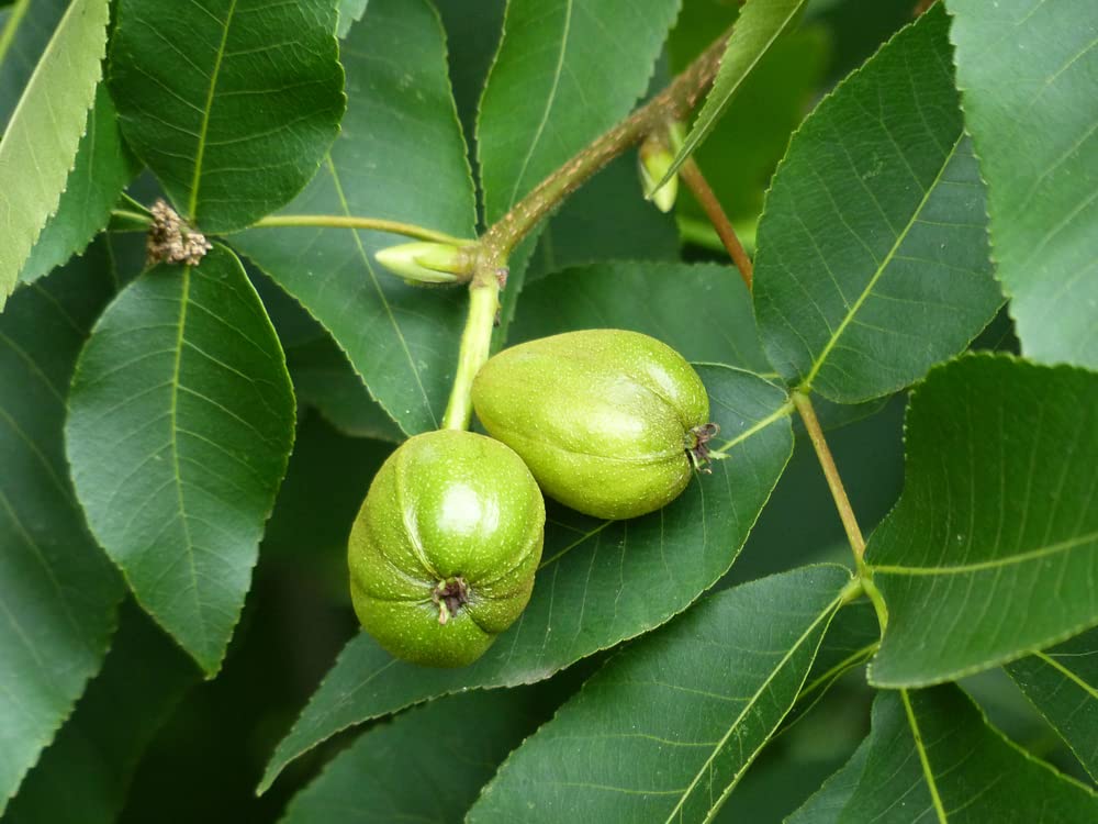 Young Kingnut Hickory Tree Growing from Seeds