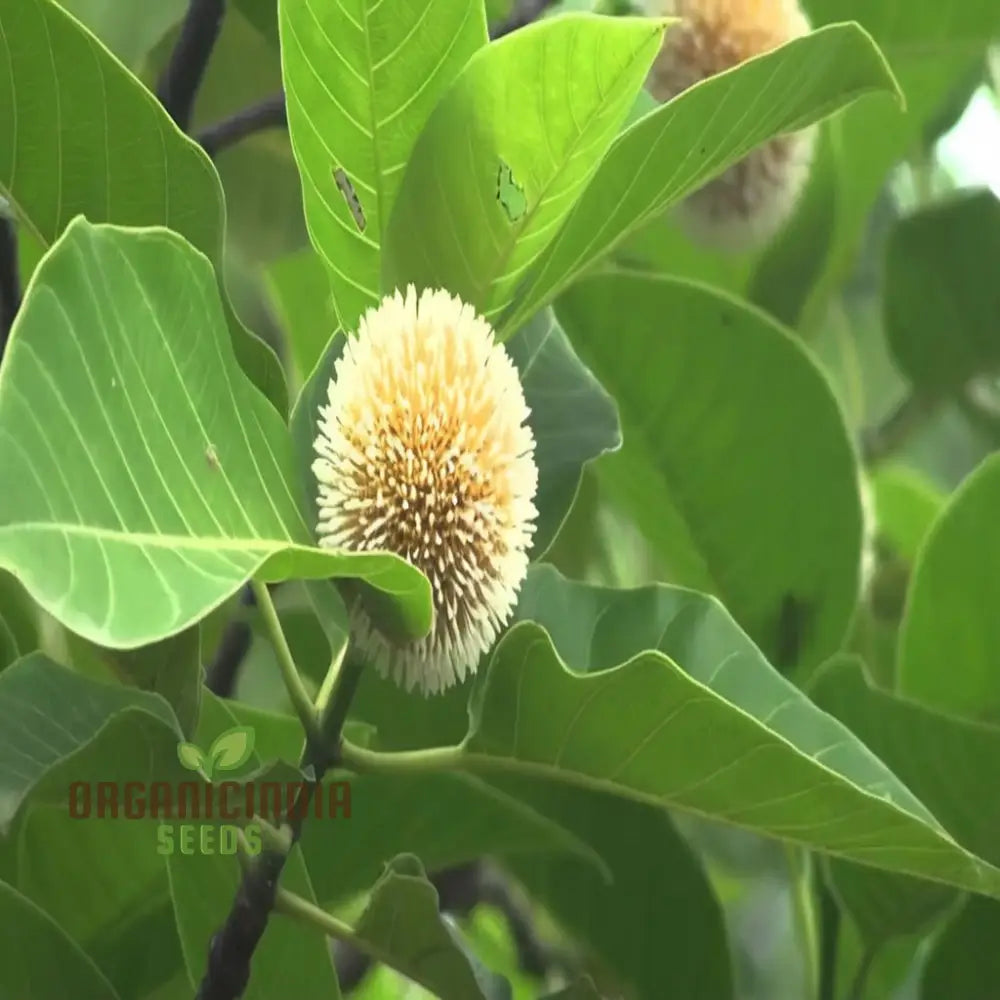 Young Kadamba tree seedling growing in soil