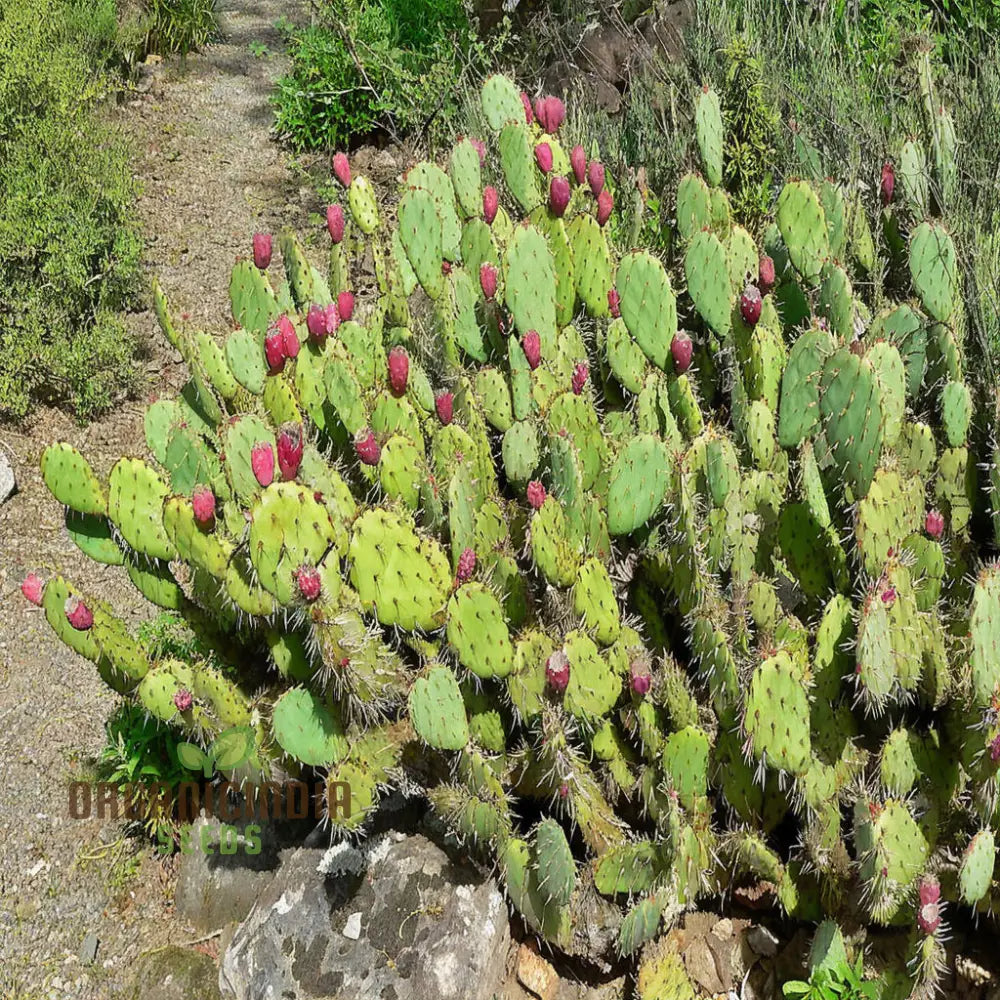 Young Opuntia Cactus Growing from Seeds