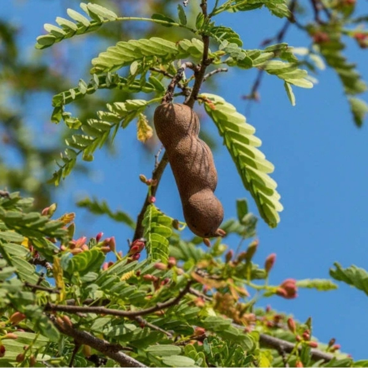 Young Tamarind Tree Growing in Pot