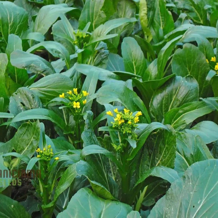 Mature Yu Choy Sum Early Green Plant from Seeds, Nutritious Leafy Greens