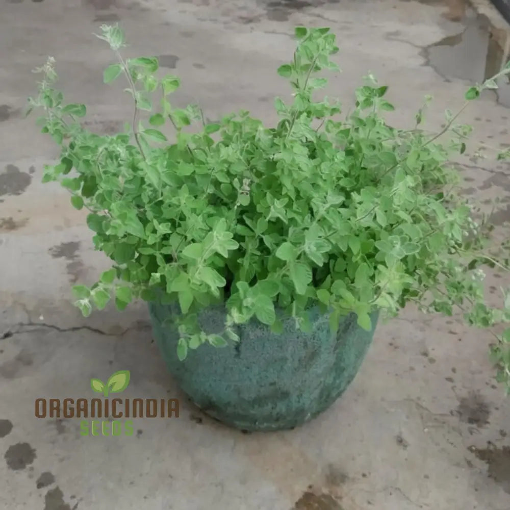 Zaatar Seeds â€“ Elevate Your Gardening Experience With Aromatic Herbs For Culinary Delights Herb